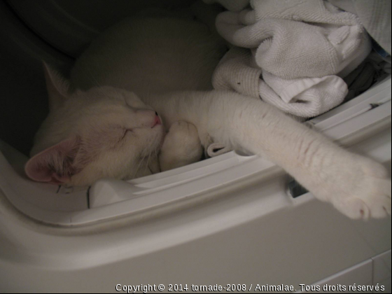 mon chat dans le seche linge - Photo de Chats