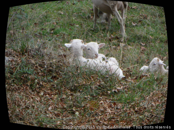 zen - Photo de Animaux Ferme