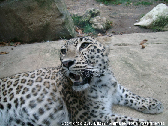 Belle Panthère!! - Photo de Animaux sauvages