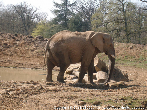 Elephant!! - Photo de Animaux sauvages