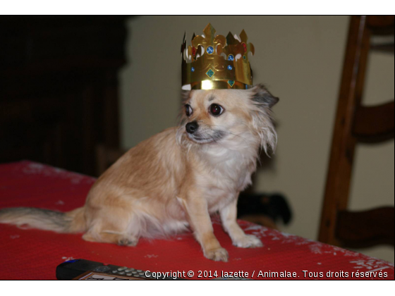 La Reine de Picardie - Photo de Chiens