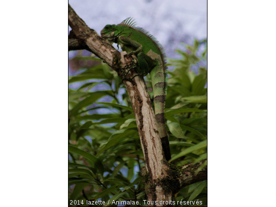 Grimpe à l&#039;arbre - Photo de Animaux sauvages