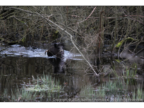 Beau miroir, dis moi si je suis bien rasé.......... - Photo de Animaux sauvages