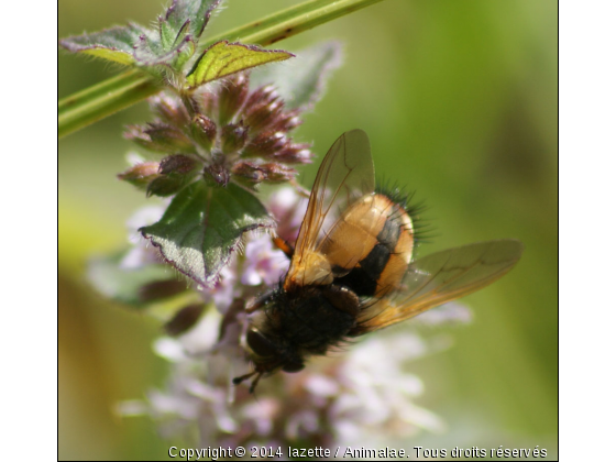 Belle fleur comme tu sent bon !! - Photo de Microcosme