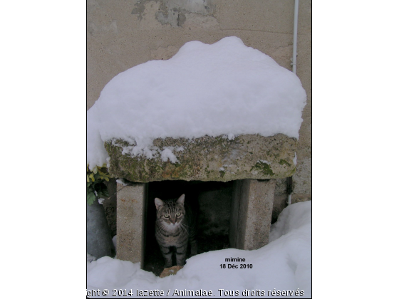 Chat de garde - Photo de Chats