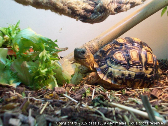 oggy - Photo de Reptiles