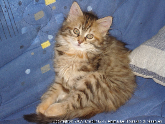 Clara - Photo de Chats