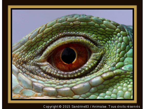 dans le regard de l iguane - Photo de Reptiles