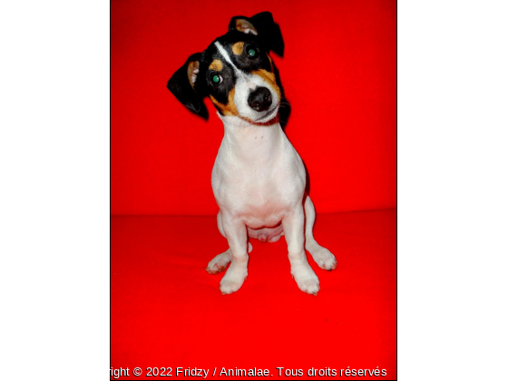 Fridzy - Photo de Chiens