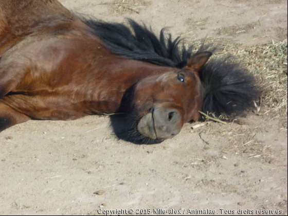 Hallow - Photo de Chevaux