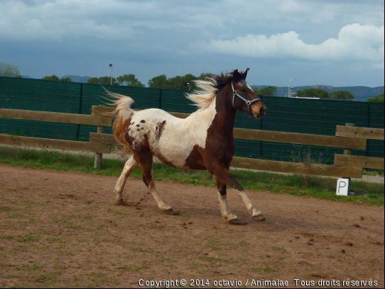 Octavio Des Zodors - Photo de Chevaux