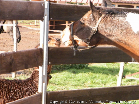 Octavio Des Zodors - Photo de Chevaux