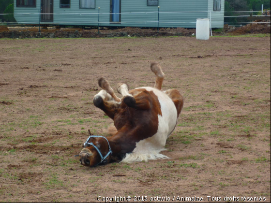 Octavio Des Zodors - Photo de Chevaux