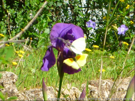 papillon - Photo de Microcosme