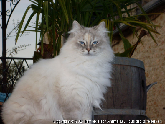 chipie - Photo de Chats