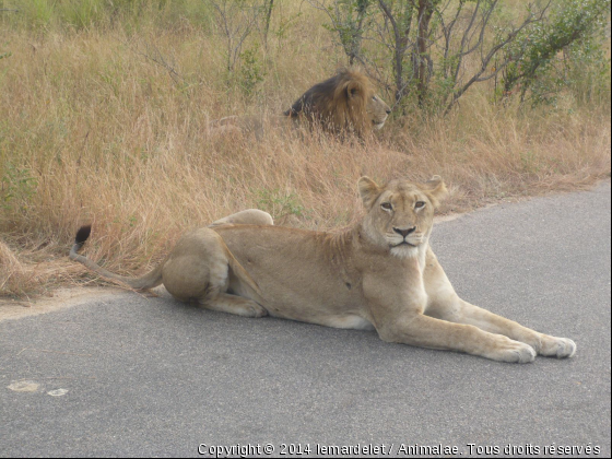 en afrique - Photo de Animaux sauvages