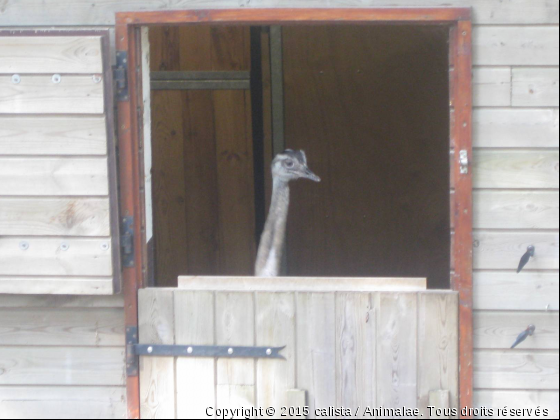 Coucou ! Suis-je belle ? - Photo de Animaux sauvages