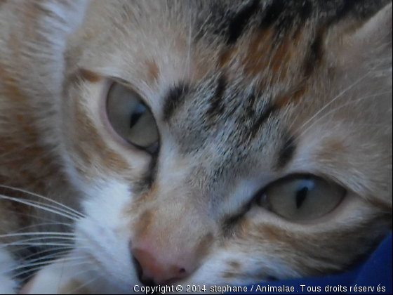 Praline - Photo de Chats