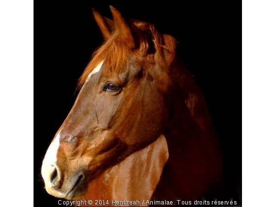 Lainée du Pignon. - Photo de Chevaux