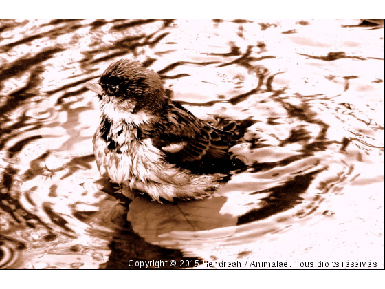 Oiseau à Central Park - Photo de Oiseaux