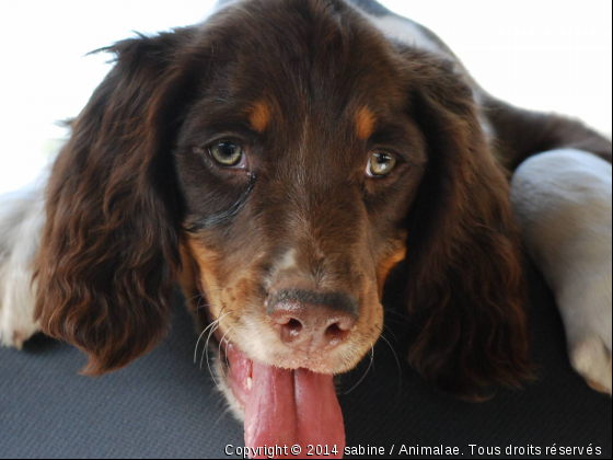 Enzo - Photo de Chiens