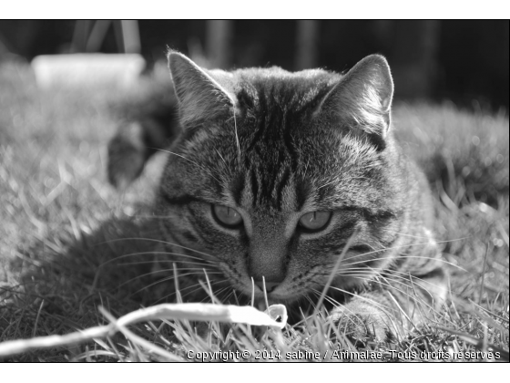 ficel - Photo de Chats