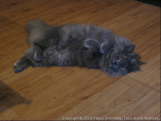 Elle est toute mignonne - Photo de Chats