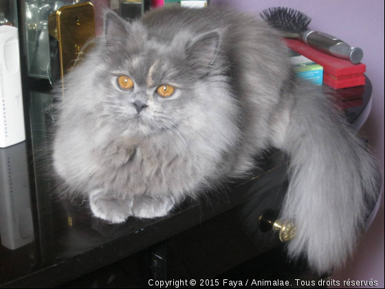 Faya - Photo de Chats