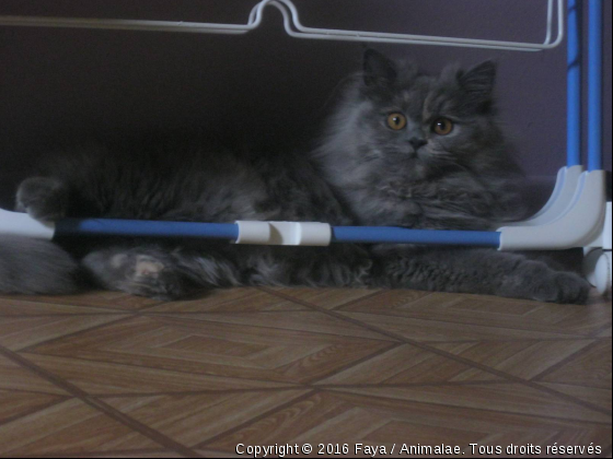 Faya - Photo de Chats