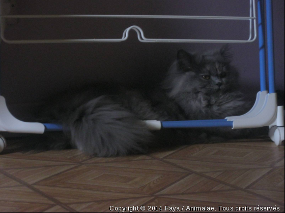 Faya - Photo de Chats