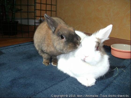 CARAMEL ET NOUGAT AMOUREUX DEPUIS 3ANS ET DEMI - Photo de Rongeurs