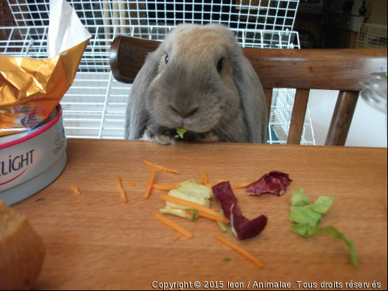 TOUJOURS A TABLE... - Photo de Rongeurs