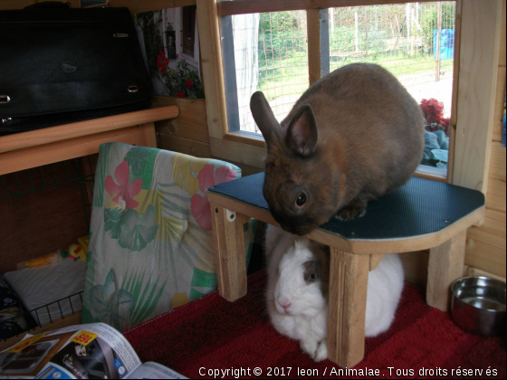 EN VACANCES AU CHALET - Photo de Rongeurs