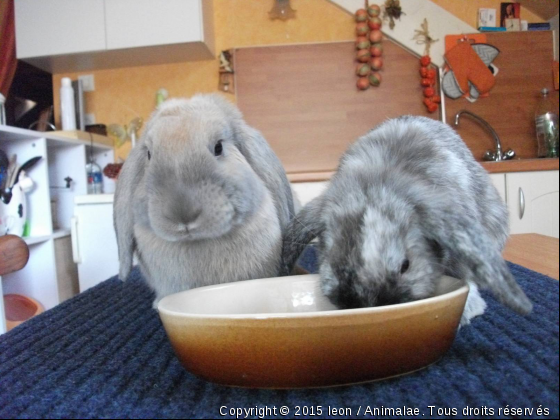 L&#039;APPETIT DES PETITS - Photo de Rongeurs