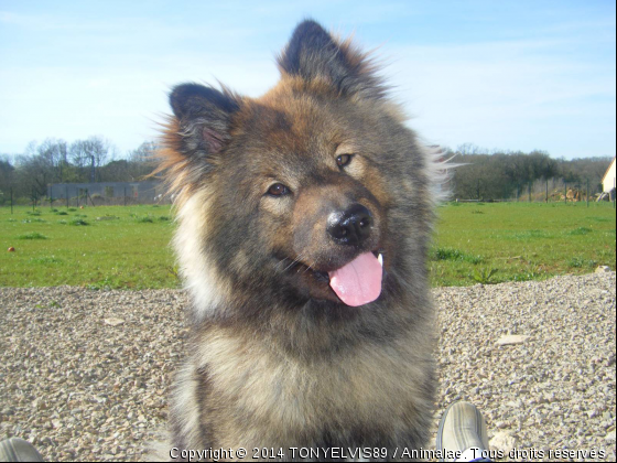 ELVIS L EURASIER - Photo de Chiens