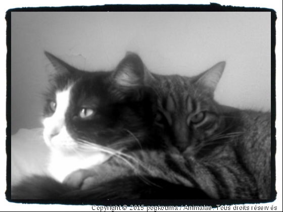 LES ZAMOUREUX BLACK AND WHITE - Photo de Chats