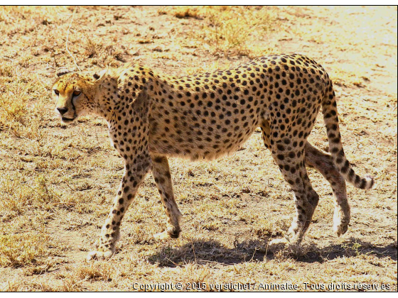 Guépard - Photo de Animaux sauvages