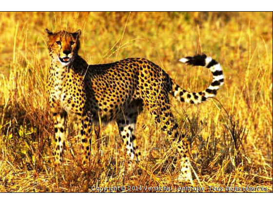 Guépard n°2 - Photo de Animaux sauvages