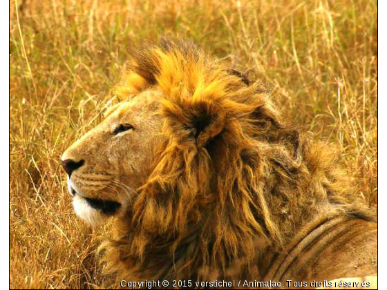 Papa Simba - Photo de Animaux sauvages