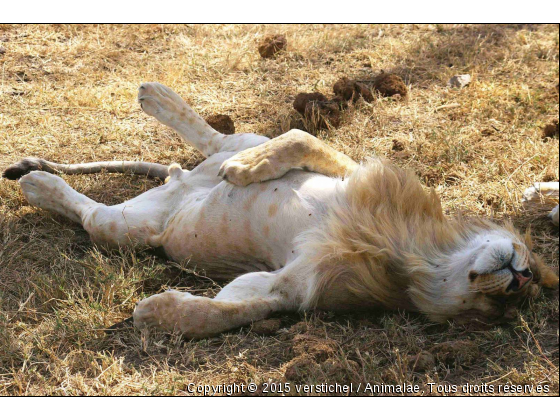 Lion n°2 - Photo de Animaux sauvages