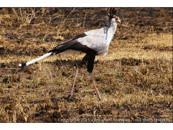 Secrétaire - Photo de Animaux sauvages