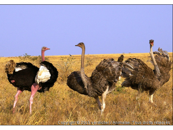 Autruches - Photo de Animaux sauvages