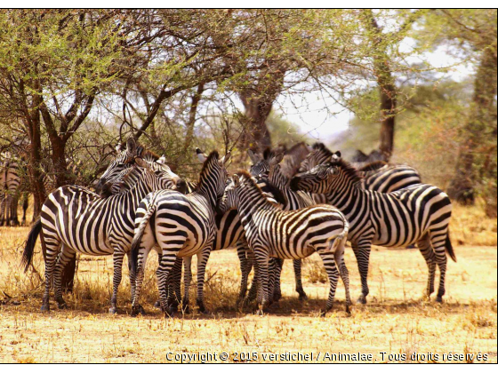 Zèbres - Photo de Animaux sauvages