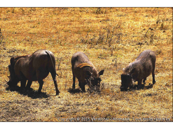 Phacochères - Photo de Animaux sauvages