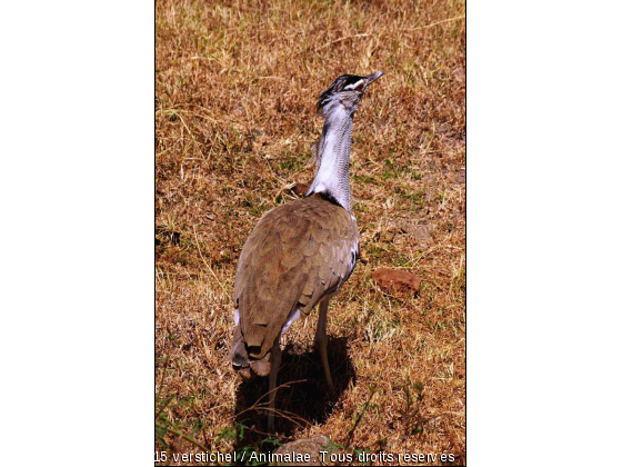 Outarde - Photo de Animaux sauvages