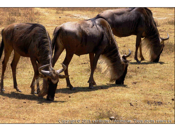 Gnous - Photo de Animaux sauvages