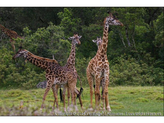 Girafe - Photo de Animaux sauvages
