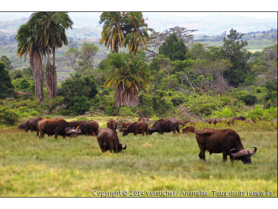 Buffles - Photo de Animaux sauvages