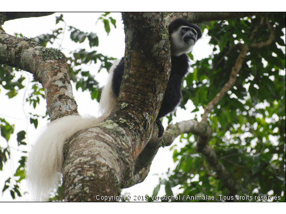 Singe - Photo de Animaux sauvages