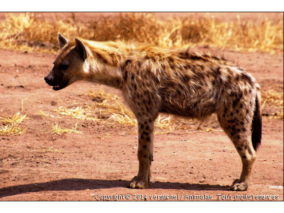 Hyène - Photo de Animaux sauvages
